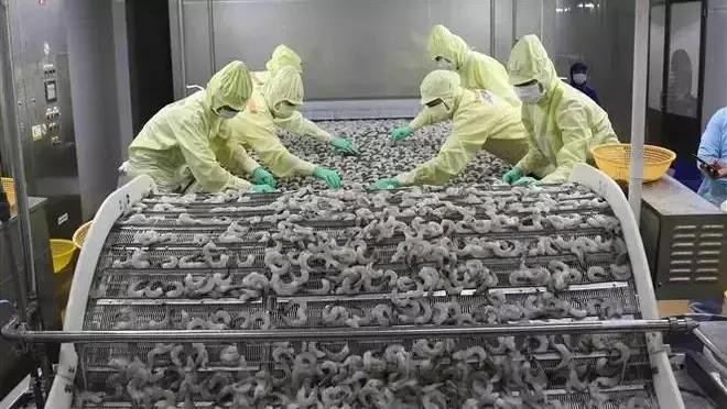 Shrimp processing for export (Photo: VNA)