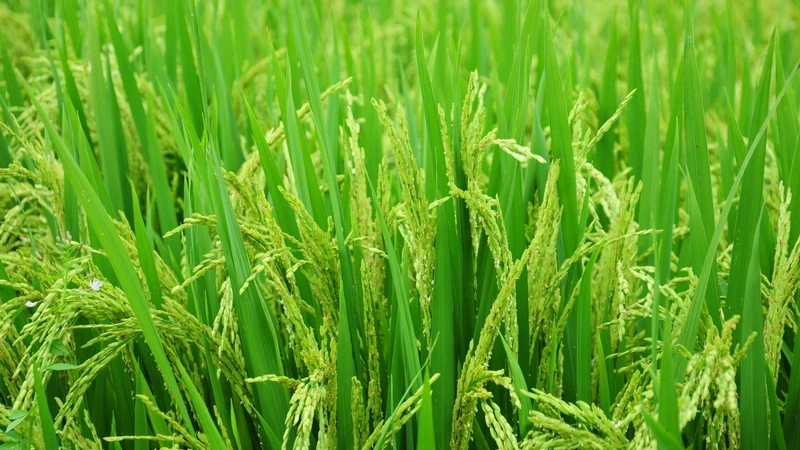 Low-emission rice cultivation towards green environment