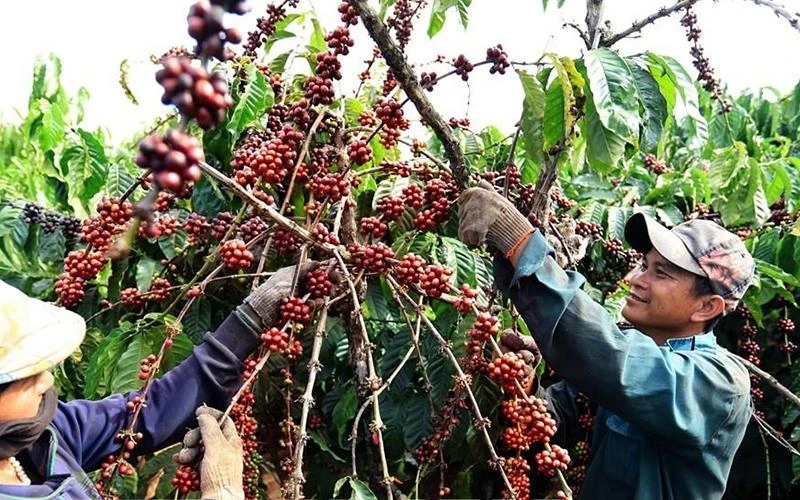 Coffee is among key export earners of the agricultural sector in the first nine months. (Photo: VNA)