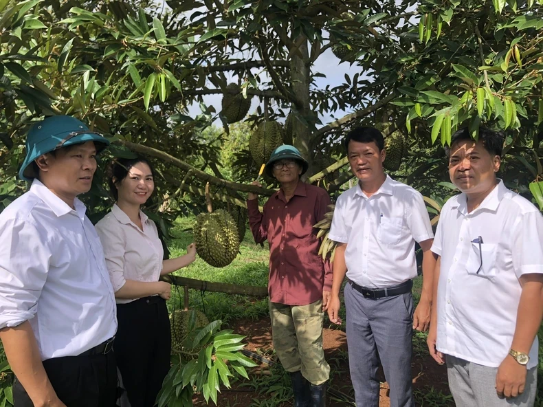 Local officials visit the durian orchard of Nguyen Dinh Sao’s family in Ea Ly Commune, Song Hinh District, Phu Yen Province. (Photo: Van Thuy)