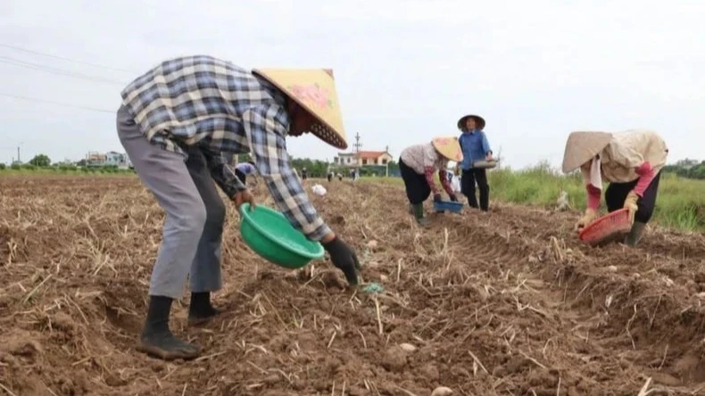 Vu Thu District (Thai Binh Province) has planted over 3,000 ha of winter crops to compensate for the damage to crops caused by Typhoon No. 3. (Photo: MAI TU)