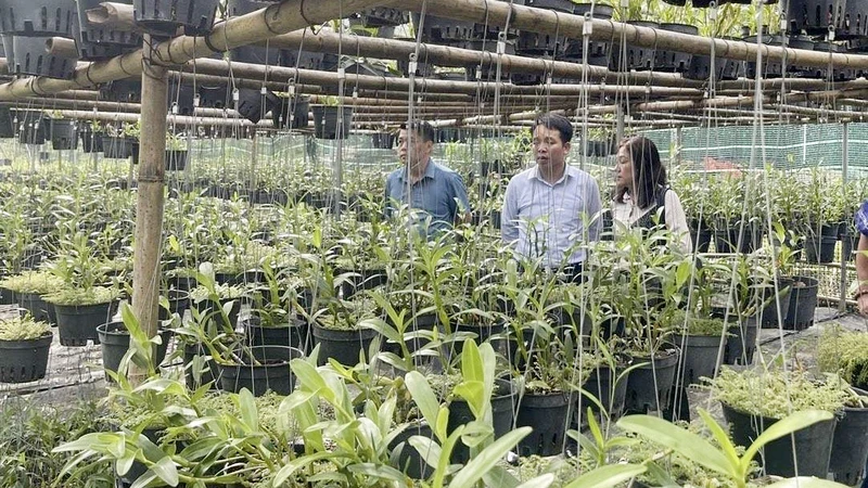 A medicinal orchid nursery in Chi Vien Commune, Trung Khanh District, Cao Bang Province