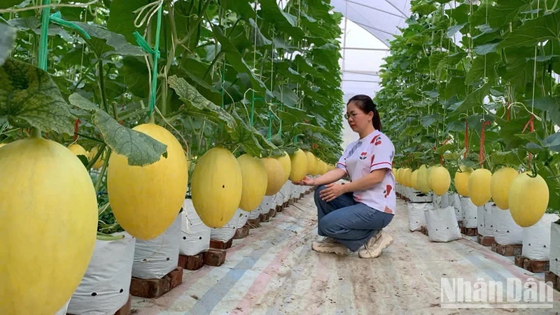 Duong Quang Cooperative in Duong Quang Commune (Bac Kan City) grows melons in greenhouses. (Photo: THU CUC)