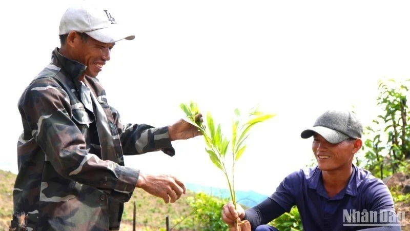 The residents of Phu Son Village, Xuan Quang 2 Commune, Dong Xuan District, Phu Yen Province, are excited to kick off the 2024 forest planting season.