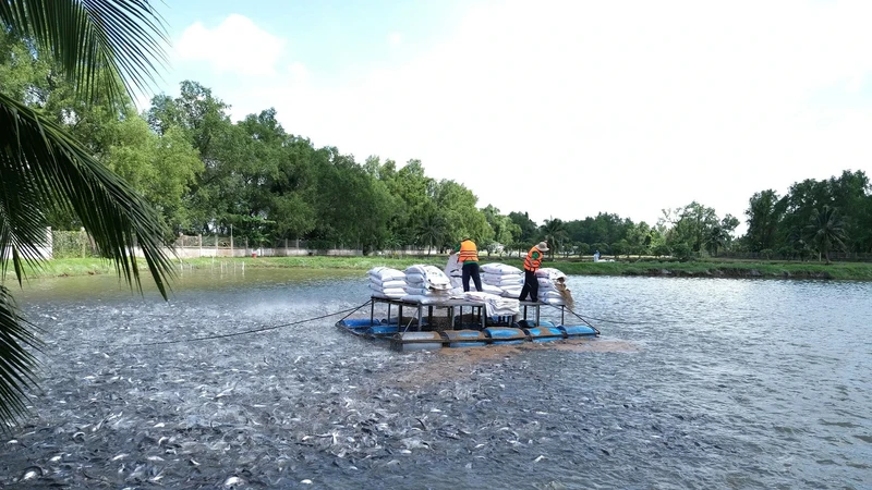 The Mekong Delta benefits from natural advantages like a dense canal system and fertile soil, making it suitable for aquaculture, rice cultivation, and fruit production. 