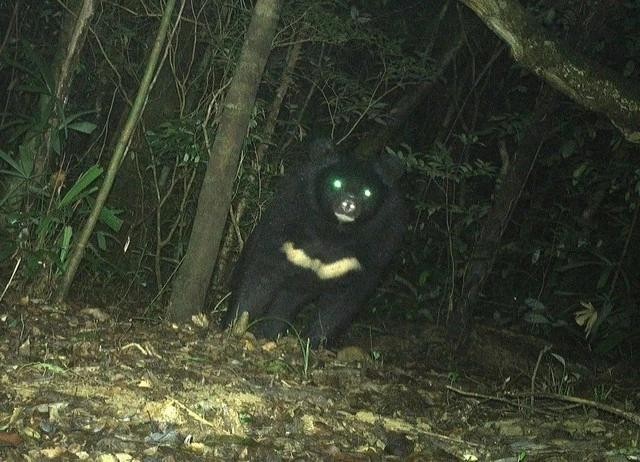 A rare Asiatic black bear found in Quang Tri's Bac Huong Hoa Nature Reserve. (Photo: The Management Board of Bac Huong Hoa Nature Reserve).