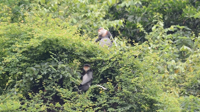 Grey-shanked douc langurs in the forest of Tam My Tay Commune. (Photo: NGUYEN VAN LINH/GREENVIET)