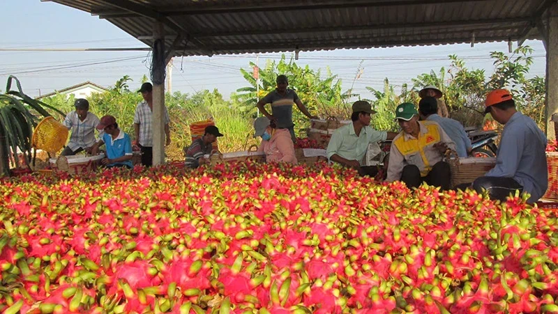 Vegetables and fruits are one of the industries with large trade surpluses in the first nine months of 2024. (Photo: NDO)