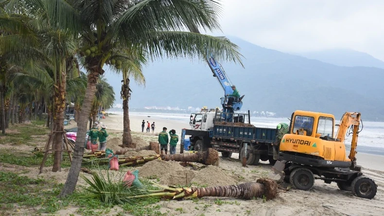 Coconut trees will be planted along two coastal routes: the Hoang Sa-Vo Nguyen Giap and Nguyen Tat Thanh route