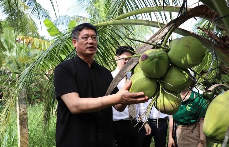 Chinese Consul General Wei Huaxiang visits a coconut farm in Cau Ke district, the Mekong Delta province of Tra Vinh, on December 20. (Photo: VNA)