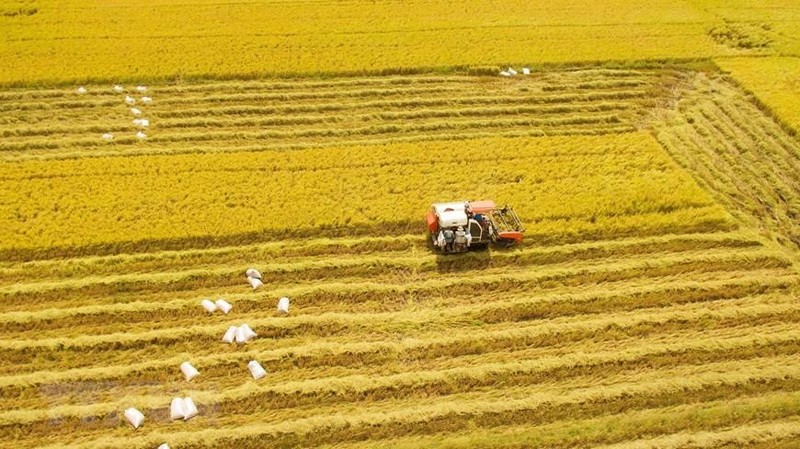 Harvesting rice in the Mekong Delta. (Photo: VNA)