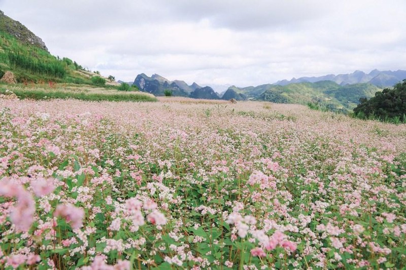 Buckwheat flowers in Ha Giang Province. (Photo: VNA)