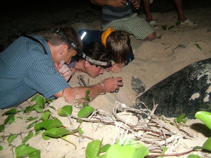 Conservationists examine a sea turtle nest on a beach of Con Dao National Park.(Photo: Con Dao National Park) 