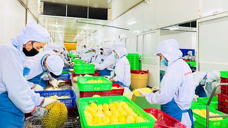 Processing durians for export. (Photo: Minh Ha)
