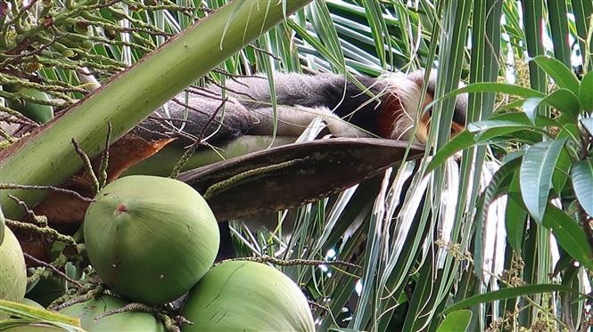 Phu Yen works to protect rare gray-shanked douc langurs. (Photo: VNA) 