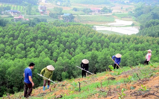 Newly planted forest area increases 4.7% in Q1