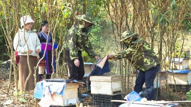 Ethnic minority youth in Phong Tho district, Lai Chau, participate in a beekeeping model. (Source: Plan International)