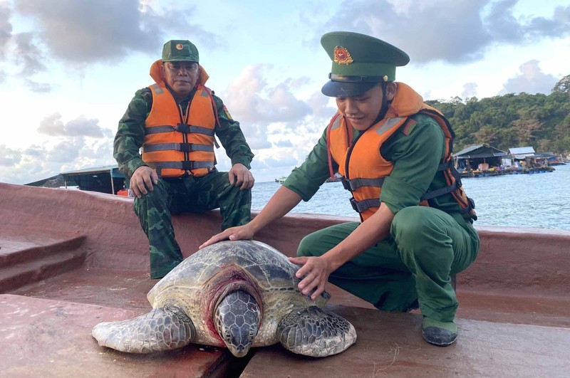The sea turtle is released into the sea by the Tho Chau border guards.