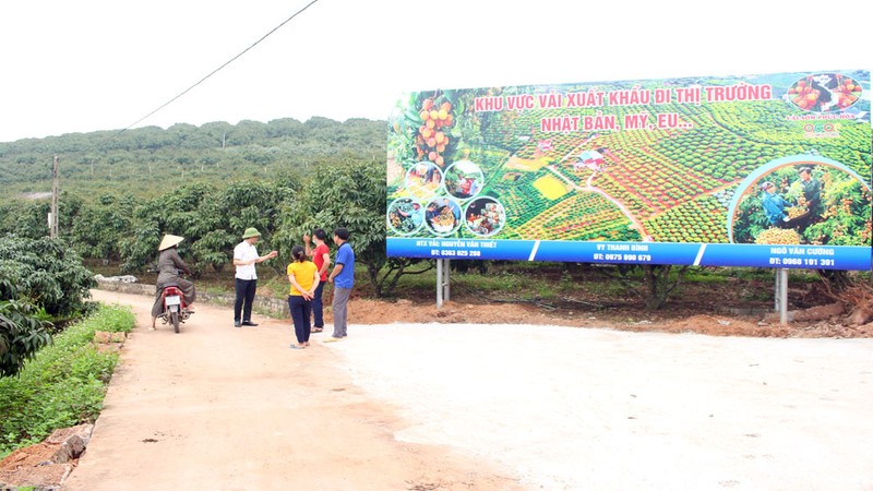A lychee growing zone for export in Bac Giang Province.