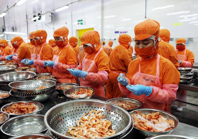 Processing shrimps for export.