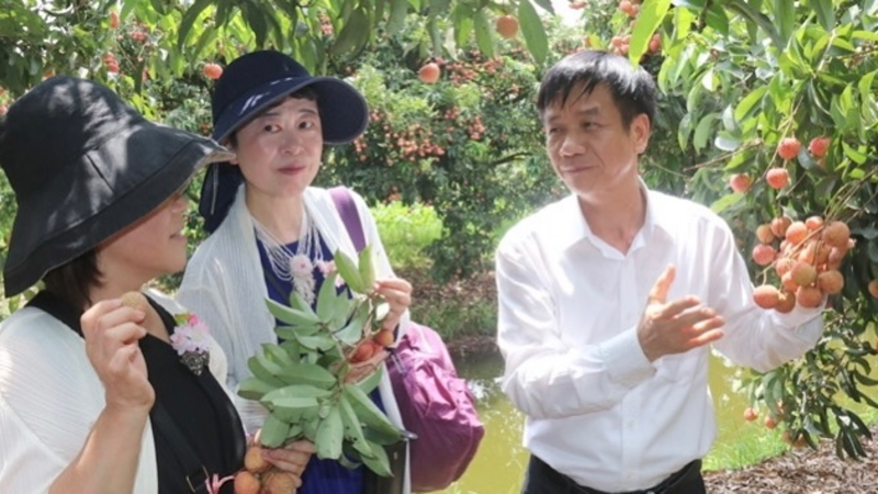 A local official introduces Thanh Ha lychees to Japanese business people.