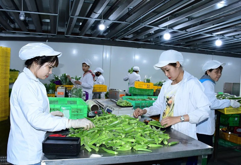 Packaging vegetables for export in Binh Duong Province.