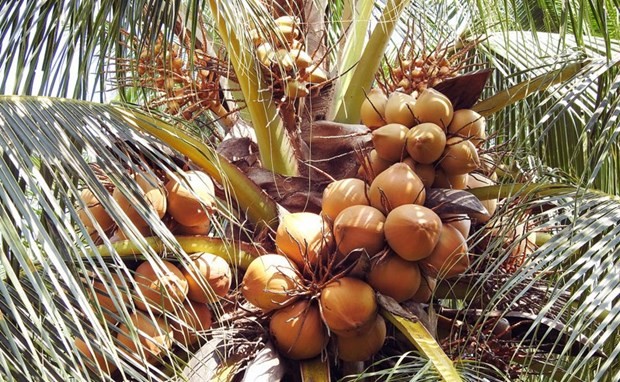 Vietnam eyes sustainable development for coconut industry
