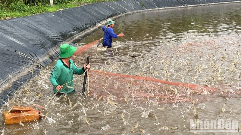 Harvesting shrimps in Ben Tre Province.