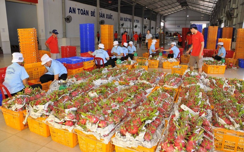Dragon fruit is one of Vietnam's main farming exports to China.