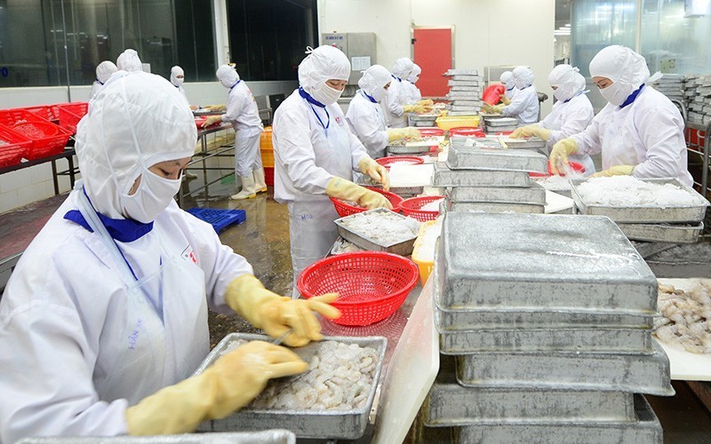 Processing shrimps for export at Cafatex. (Photo: Tran Quoc)