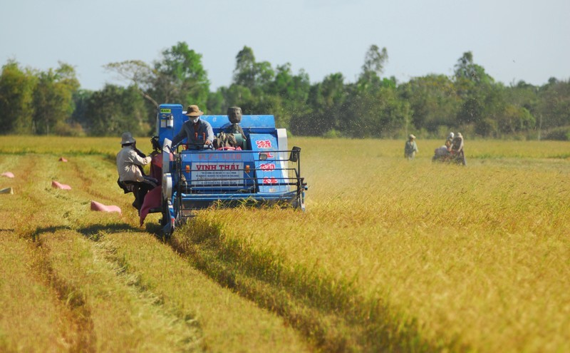 Harvesting rice in the Mekong Delta.