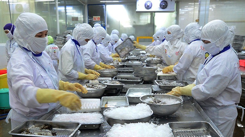 Processing seafood for export at Cafatex Corporation.
