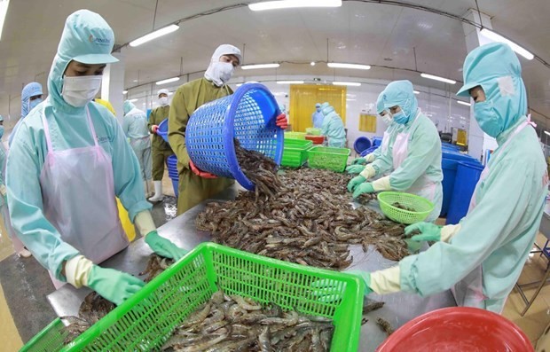 Processing shrimps for export. (Photo: VNA)