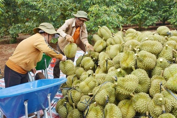 Harvesting durians in the Central Highlands province of Dak Lak. (Photo: VNA)