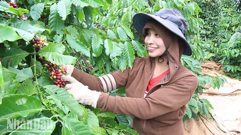 A farmer in Ea Ktur Commune, Cu Kuin District, Dak Lak Province, shows her elation when harvesting coffee beans.