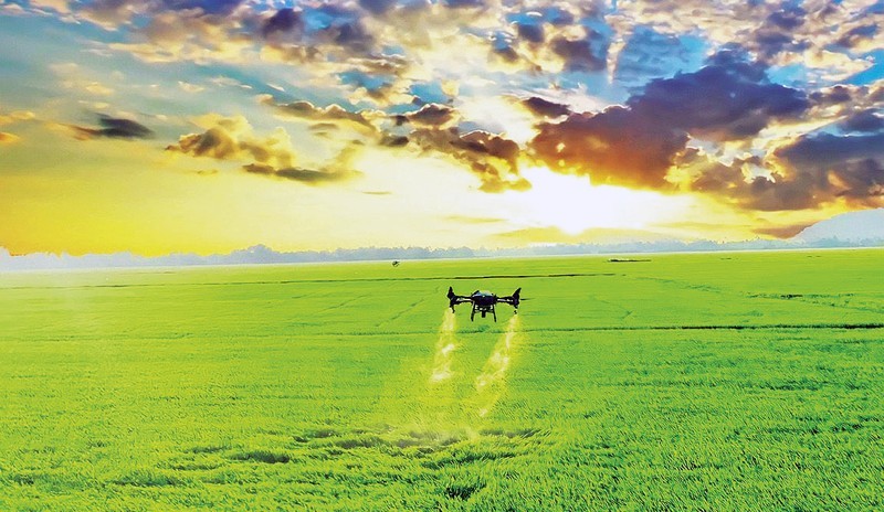 Using drones to spray pesticides in rice production. (Photo: Ha An) 