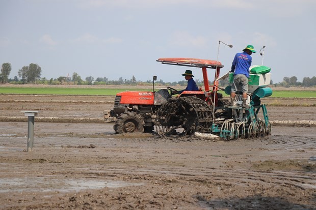 The model marks the start of a project on sustainably growing one million hectares of high-quality, low-carbon rice in the Mekong Delta by 2030.(Photo: VNA)