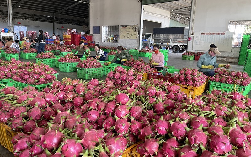 Dragon fruits are being prepared for export.