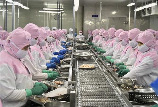 Processing shrimp for export in Soc Trang province. (Photo: VNA)