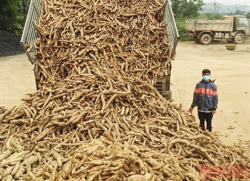 Cassava is sold to a processing plant in Quang Tri Province. (Photo: NDO)