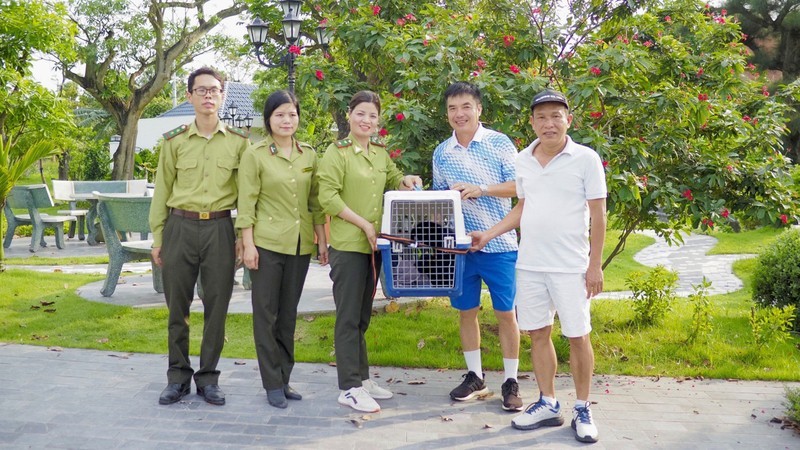 The yellow-cheeked gibbon (Nomascus gabriellae) that the Cuc Phuong National Park has rescued.