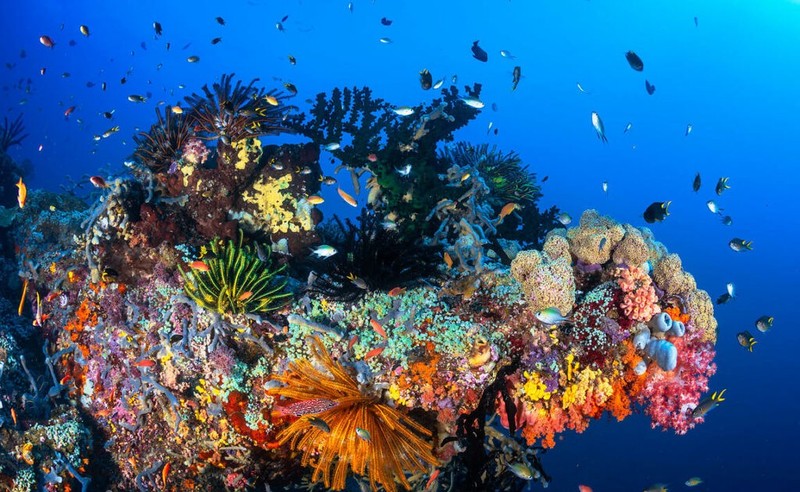 Indonesia is located at the heart of the Coral Triangle (Photo: econusa.id)