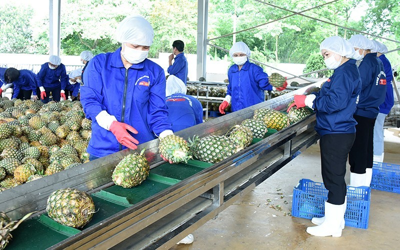 Processing pineapples for export in Ninh Binh Province. (Photo: Duc Anh)