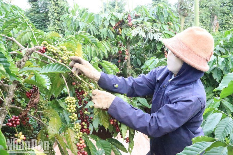 Increasing the value of coffee plants 