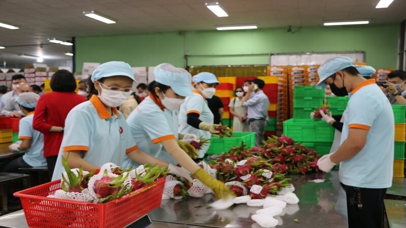 Vietnam has ample opportunities for fruit and vegetable export to Germany 