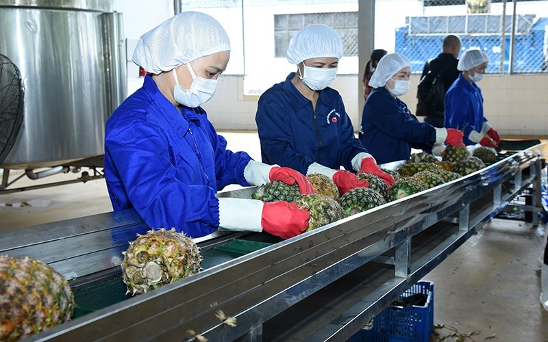 Processing pineapples for export in Ninh Binh Province. (Photo: Duc Khanh)