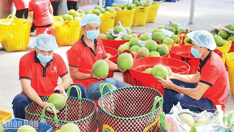 Inspecting fruits before export at Vina T&T Group.