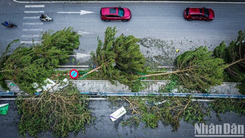 Trees are knocked down by Typhoon Yagi in Ha Long, Quang Ninh Province. (Photo: NDO)