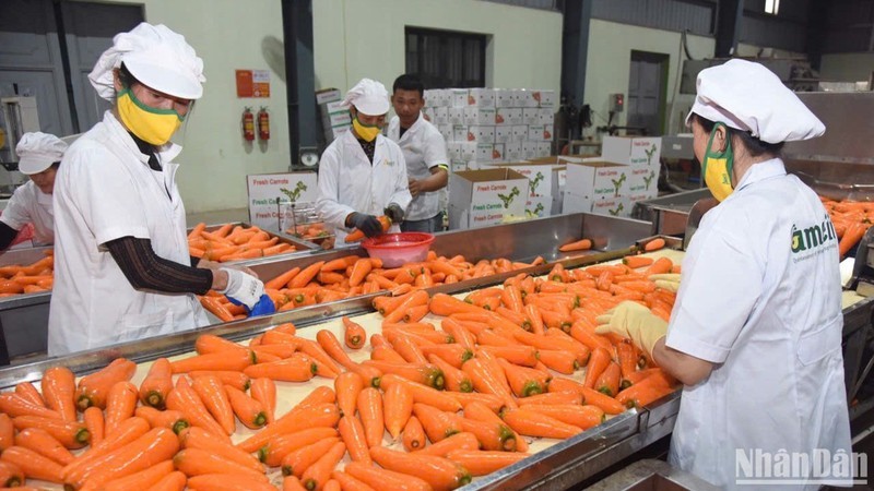 Processing carrots for export at AMEII Vietnam, Hai Duong Province. (Photo: Tran Hai)