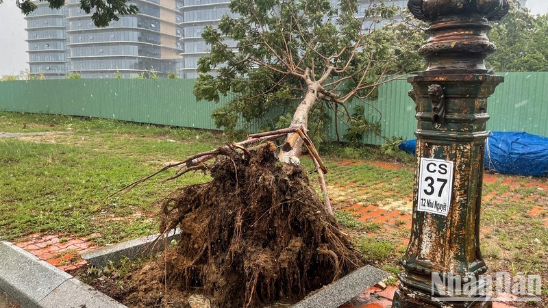 A tree is uprooted in Da Nang on September 18.